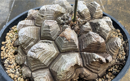 Dioscorea Mexicana メキシコ亀甲竜 （個体番号MKR-17） 長与町/アグリューム[EAI142] 観葉植物 植物 観葉植物 植物