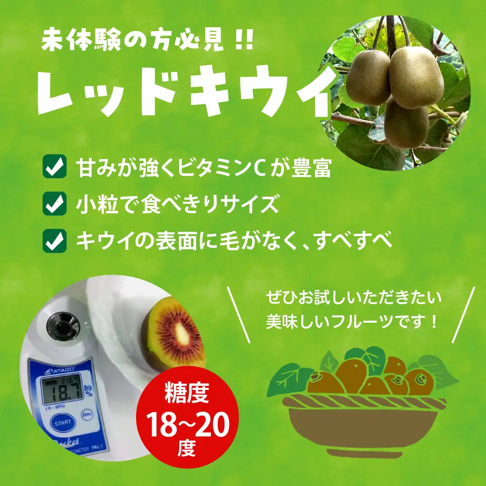 【先行受付】【2026年9月下旬～発送】希少品種「 レッドキウイ 」国産 約1kg ku033-002-26