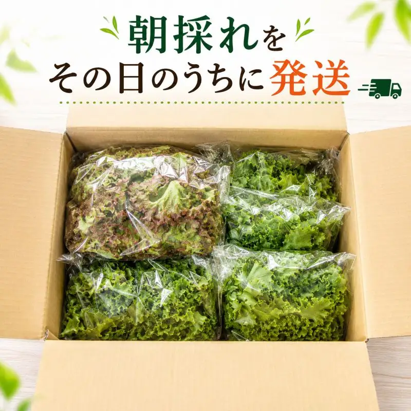 【朝採れ発送】ごちそうレタス 3種食べ比べセット（8袋・栽培期間中農薬不使用）