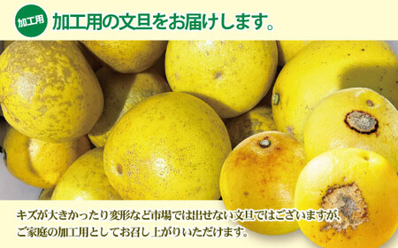 【先行予約】【訳あり】土佐文旦 加工用（M?5L混合）約10kg〈2027年2月中旬?発送〉/ 文旦 10キロ 約16?30玉 ぶんたん ブンタン 柑橘 果物 フルーツ【株式会社とさもん】 [BQAE034]