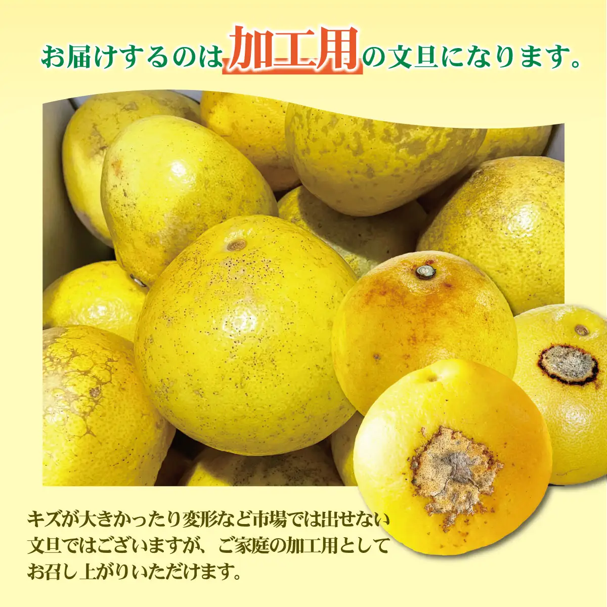 【先行予約】【訳あり】土佐文旦 加工用（M〜5L混合）約5kg〈2027年2月中旬〜発送〉/ 文旦 5キロ 約8〜15玉 ぶんたん ブンタン 柑橘 果物 フルーツ お取り寄せ【株式会社とさもん】 [BQAE033]