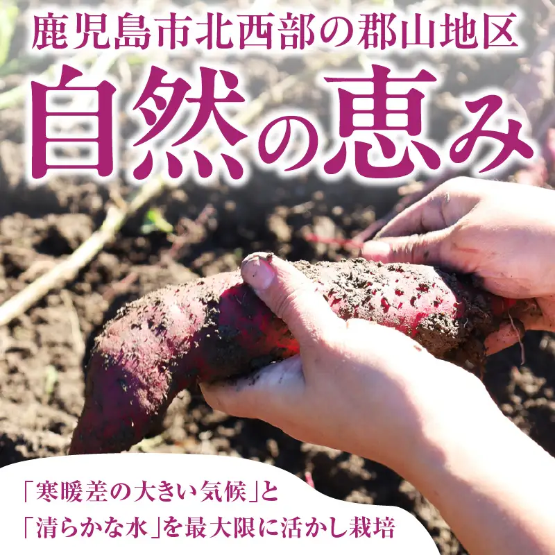 いも農家 の 極甘焼きいも（ べにはるか 冷凍 1.3kg） K270-002