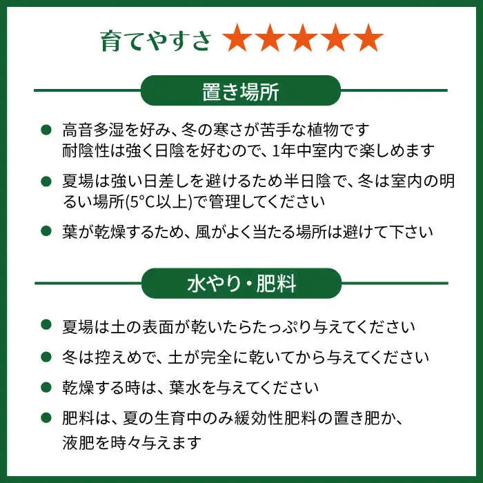 葉模様が独特で美しい 『マランタ・レウコネウラ・エリトロネウラ(ボスタス)』 糸島市 / cocoha 観葉植物 インテリア [AWB035]