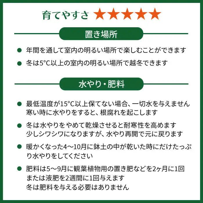 マイナスイオン発生植物 『サンスベリア・バキュラリス』 糸島市 / cocoha 観葉植物 グリーン インテリア [AWB036]