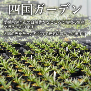 アガベ・チタノタ「藍鯨」 3.5号鉢 四国ガーデン 人気 多肉植物 インテリア 観葉植物 グリーン リラックス｜C78