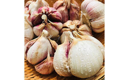 にんにく 《先行予約・2026年発送》 最上伝承野菜 【最上赤にんにく】 450g（玉）（M、L、2Lサイズ混合） ニンニク 薬味 ガーリック F3S-2483