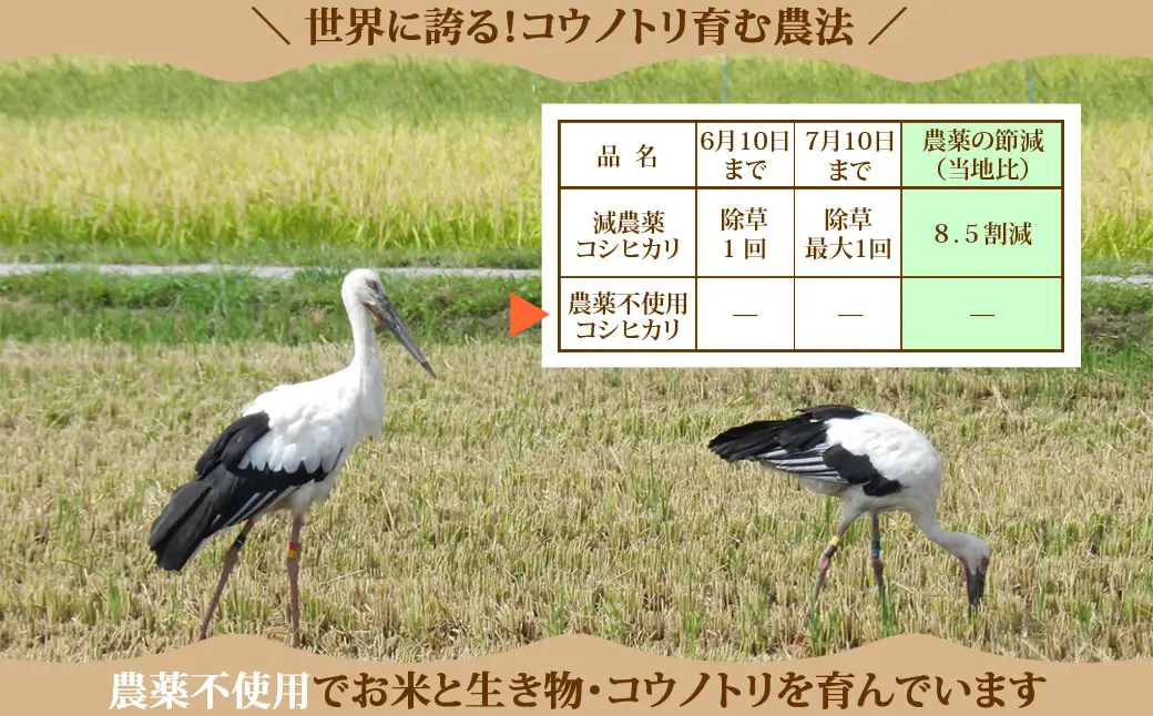 新米 六方たんぼ コシヒカリ 農薬不使用（白米：3kg）令和8年産