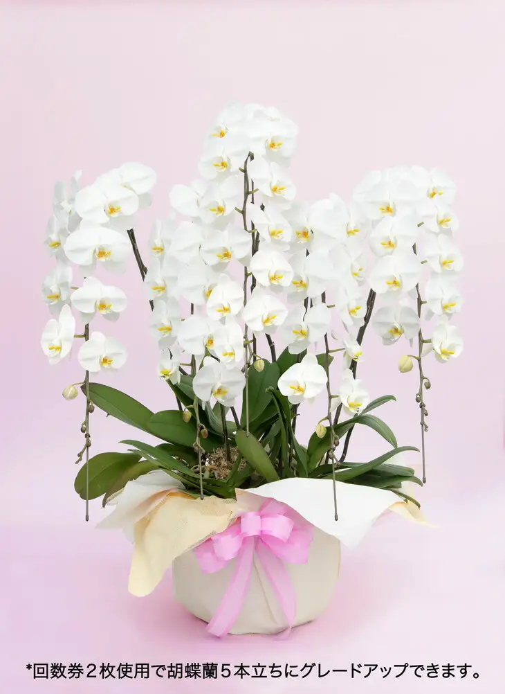 《お花の回数券シリーズ》トップフローリスト厳選の胡蝶蘭３本立ちの回数券×５枚【お花の回数券 ３本立ち 回数券 世界らん展 フラワードリームジャパンカップ 国内主要コンテスト受賞 贈り物 神奈川県 小田原市 蘭 蘭】