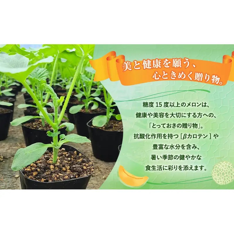 【令和8年産】富良野 高糖度 赤肉メロン 2玉 1玉 約1.8kg ～ 2.3kg うっちーfarm 北海道 メロン フルーツ 果物 デザート上富良野産