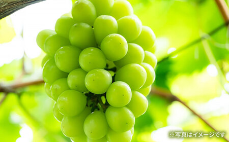 【先行受付】8月下旬より順次発送 旬のブドウ　3種詰め合わせ　約3kg　箱入り / ぶどう シャインマスカット しゃいんますかっと  フルーツ ふるーつ 果物 / 大村市 / 大又農園 [ACZO004]