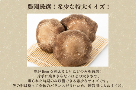 【2026年先行予約】生しいたけ 特大サイズ 約500g（6～8個）《11月上旬～順次出荷》