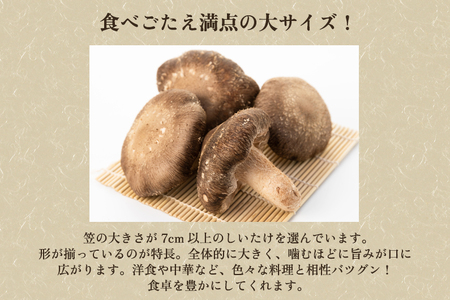 【2026年先行予約】生しいたけ 大サイズ 約500g（10〜14個）《10月中旬～順次出荷》