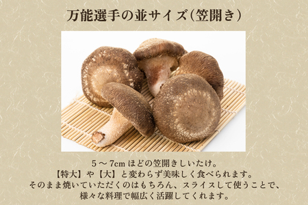 【2026年先行予約】生しいたけ 並サイズ（笠開き） 約500g（12〜18個）《10月中旬～順次出荷》