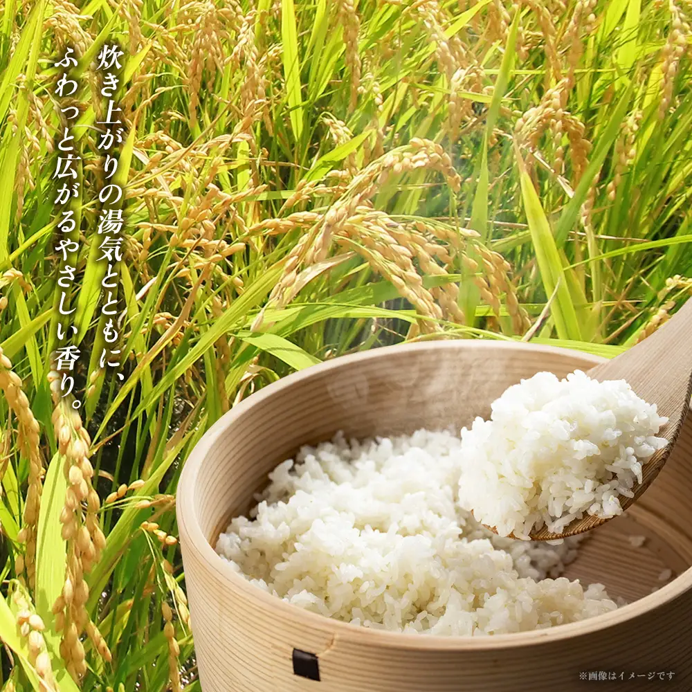 米 沖縄 令和8年産 羽地米(ひとめぼれ) 5kg 名護