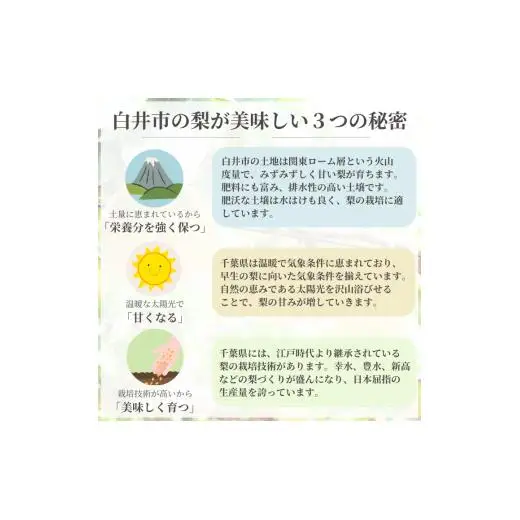新興 5kg 7～12玉 しろいの梨 日持ちする梨 おすすめ 美味しい シャキシャキ食感