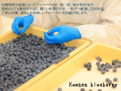 【先行受付】ブルーベリー くまのブルーベリー 冷凍 1㎏(500g×2) フルーツ 果物 くだもの ブルーベリー スムージー ジャム 朝食 デザート 特産品 人気 国産 旬 熊野精工 三重県 熊野市【kmsi0006】