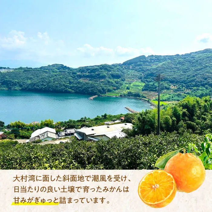 ※【2026年11月より順次発送／先行予約】伊木力温州早生みかん10kg(ご家庭用、箱入り) / みかん 温州みかん 柑橘 蜜柑 ミカン 果物 / 諫早市 / 末永果樹園 [AHBD002]