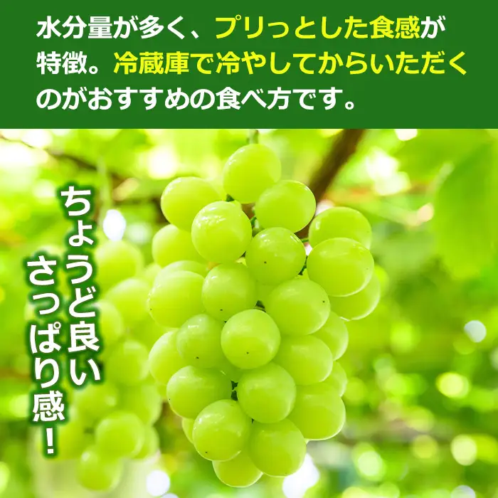 【先行予約】 マスカサーティーン 約1kg 2～3房 ぶどう フルーツ 【眞鍋果樹園】 i972