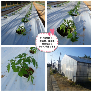 【2027年4月～発送】 トマト 大玉 訳あり 1kg 野菜トマト IM