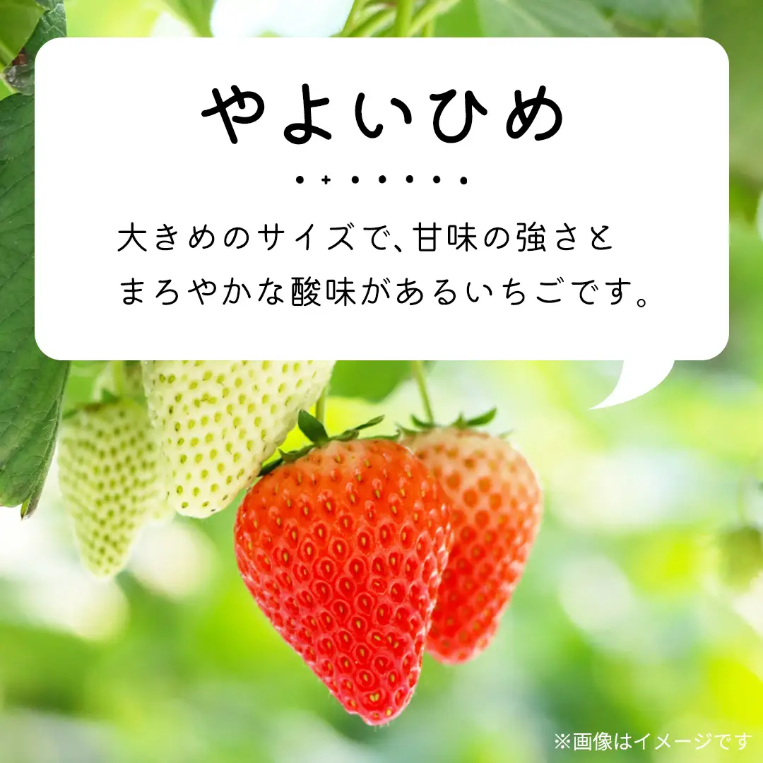 【 先行予約 】 【 定期コース 】 厳選 いちご 2パック 【 毎月 第3木曜に全3回発送 初回発送 2027年1月21日 】 （常陸太田市 共通返礼品 ) 
