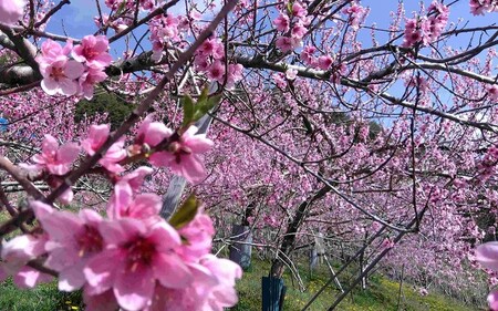 信州高遠町産 訳あり 桃 約3kg おまかせ3品種【015-57】