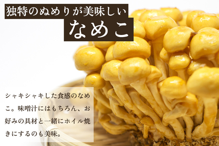 【2026年先行予約】菌床きのこ栽培キット なめこ 1株入り《10月上旬から順次発送》栽培キット 自家栽培