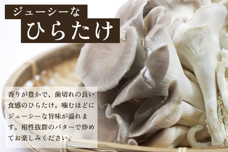 【2026年先行予約】菌床きのこ栽培キット ひらたけ 2株入り《10月上旬から順次発送》栽培キット 自家栽培