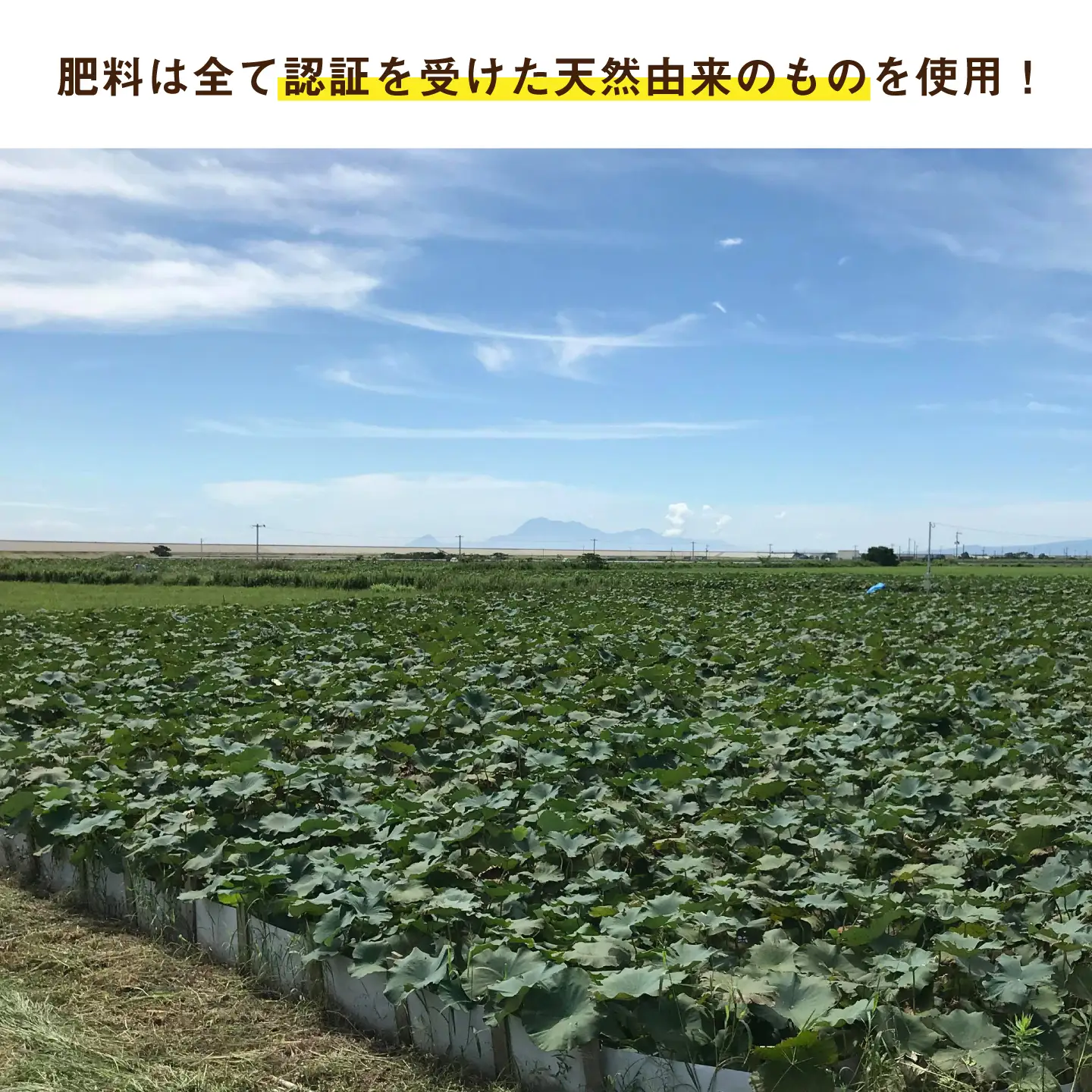 【泥付き】【2026年9月〜発送】節切り 福富れんこん 約3kg（1.5kg×2箱） / れんこん [IBC004]