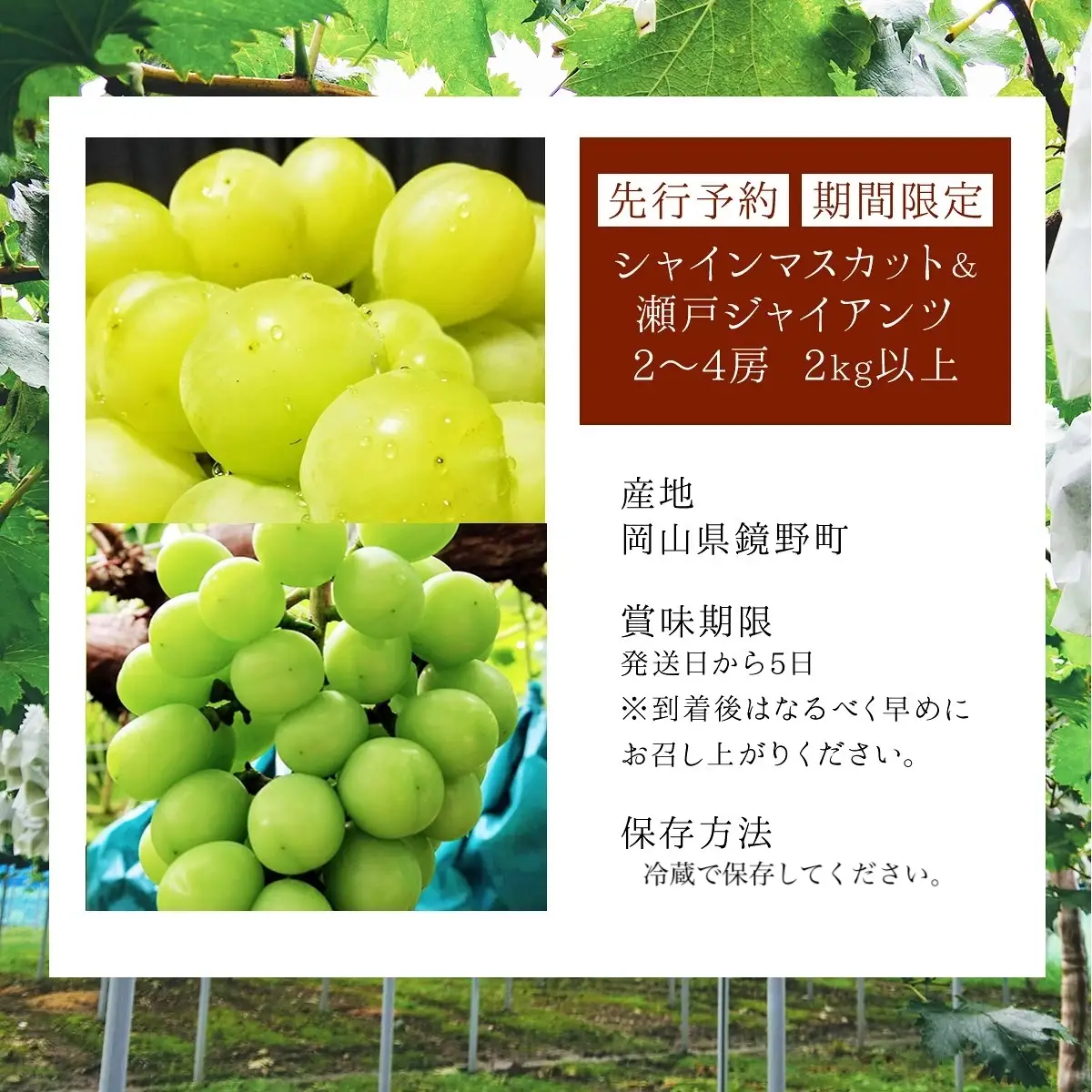 【数量限定】鏡野町産 瀬戸ジャイアンツ＆シャインマスカットセット 2kg（2～4房）
