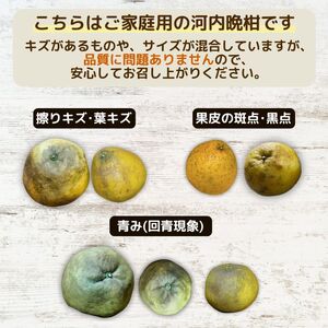 【訳あり】  河内晩柑 10kg(傷み保証300g) 木取り完熟  【発送期間: 2024年８月～ なくなり次第終了】 柑橘 みかん 愛南ゴールド 蜜柑 グレープフルーツ ゼリー ジュース アイス 果物 フルーツ サイズミックス 規格外 吉本農園