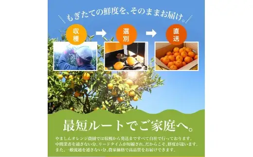 訳あり 有田みかん 約5kg みかん【nuk161E】