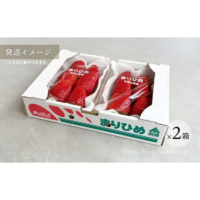 特大まりひめイチゴ 朝摘 6個～11個入×4パック［2027年1月中旬頃より発送］［先行予約］［KT4］