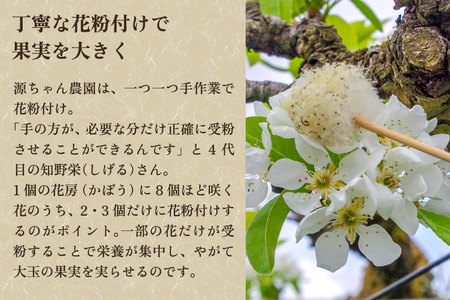【2024年】新潟特産 幻の洋梨 ル・レクチェ 2kg 【贈答用】（5～7玉）《11月下旬から順次発送》果物 フルーツ ギフト 新潟特産 加茂市産ル・レクチェ 梨 西洋梨 加茂市 源ちゃん農園 梨