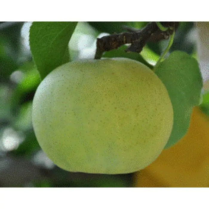 梨 なつひめ 鳥取産 5kg× 1箱