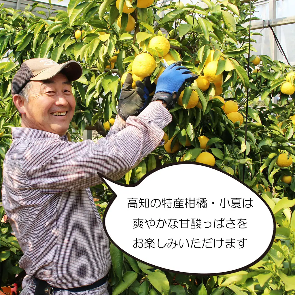 【先行予約】甘熟とさ小夏 家庭用（2S~2Lサイズ）約5kg〈2027年4月上旬-2027年5月中旬頃発送〉高知県土佐市 【株式会社SHIRAKI】 [BQAI032]