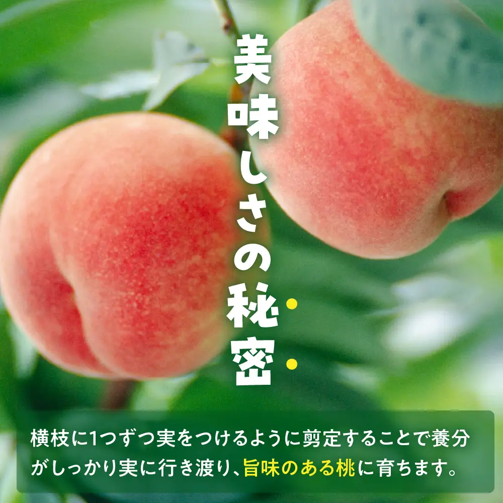  【 令和8年産 】 白桃 （ もも ） 3kg ( 6 ～ 11玉 ) 品種 おまかせ 〔 8月上旬 ～ 9月上旬頃お届け 〕 2025年産 産地直送
