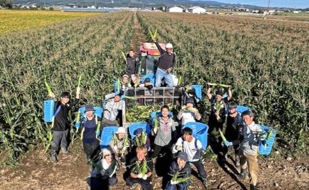 【中富良野町　寺坂農園】とうもろこし『サニーショコラ』（24本入り）【BF-011】