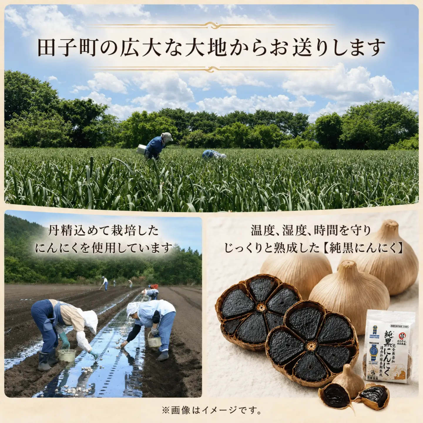 田子黒にんにくカレー6食入　純黒にんにく2個セット