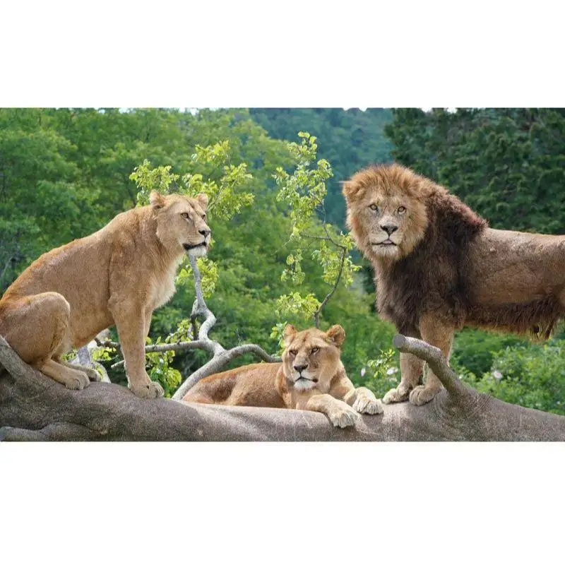 富士サファリパーク入園券 【大人2枚、小人3枚】 サファリパーク 動物園 動物 餌やり えさやり ふれあい 子供 こども 家族 お出かけ スポット 裾野市 裾野