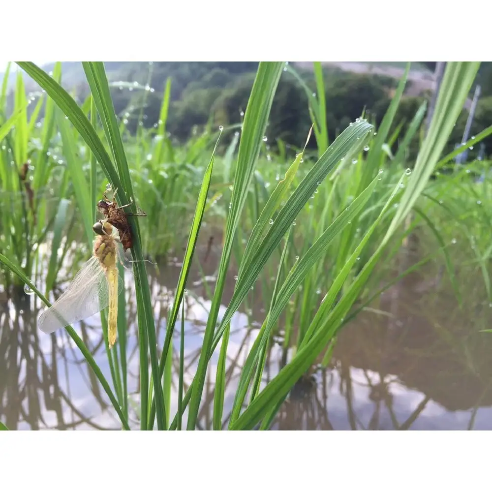 【令和8年 新米】日本のお米の最高峰山間地米　南魚沼産コシヒカリ5kg×2 | コシヒカリ