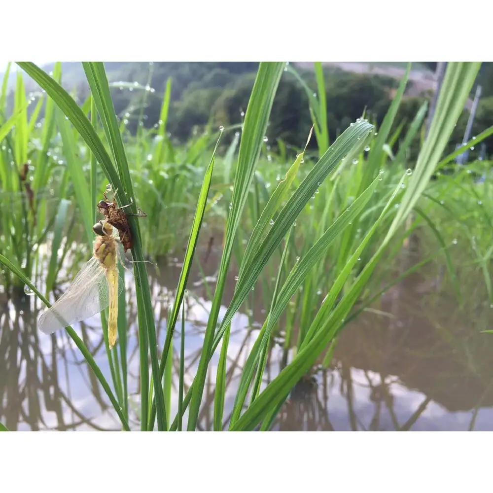 【令和8年 新米】日本のお米の最高峰山間地米　南魚沼産コシヒカリ5kg | コシヒカリ