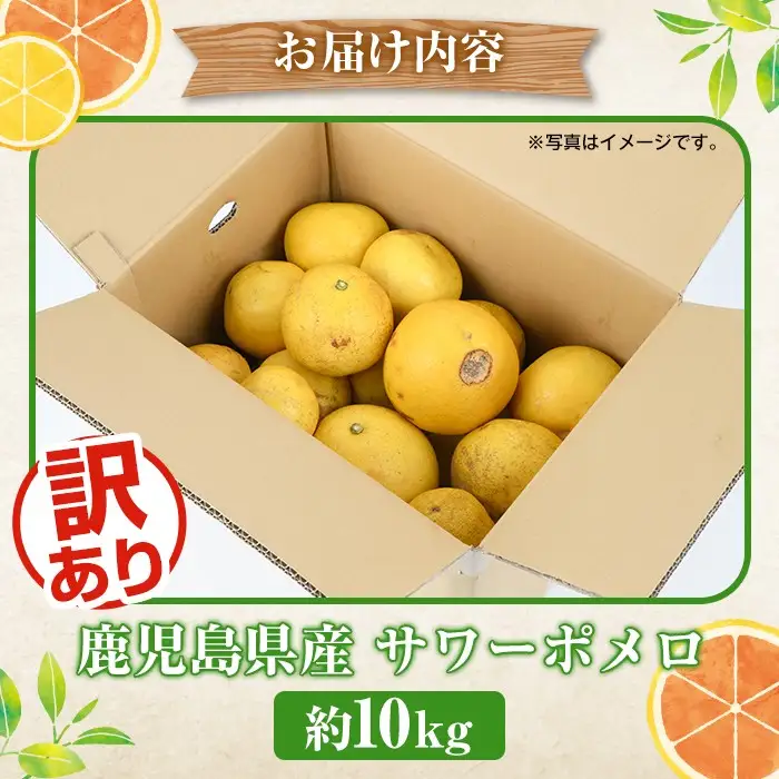 ＜先行予約受付中！2027年1月以降順次発送予定＞訳ありサワーポメロ(約10kg) 国産 果物 フルーツ 柑橘 甘味 酸味 デザート おやつ【松永青果】akn053-16