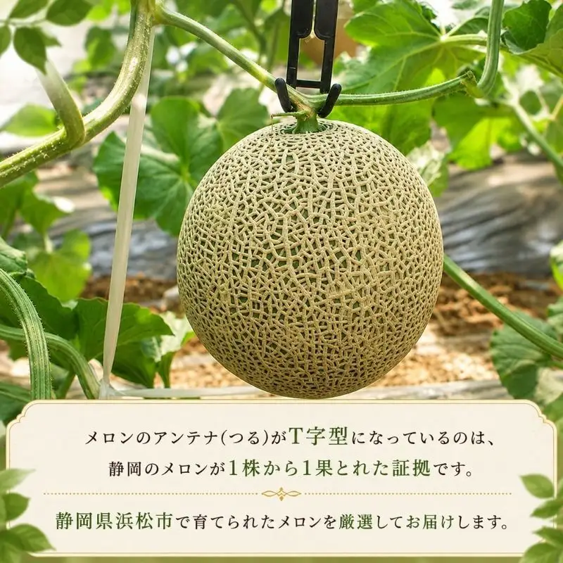 メロン 2026年7月上旬より順次発送 マスクメロン1.5kg×1個 メロン