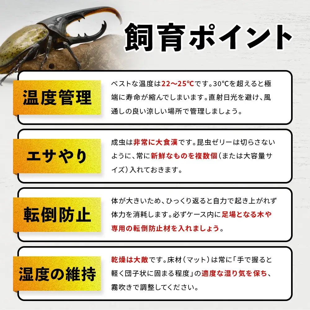 ヘラクレスオオカブト メス 1匹 サイズフリー　※配送不可地域あり