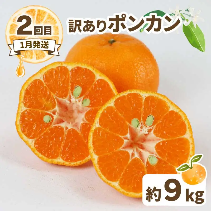 訳あり 人気 柑橘 4回定期便 マル南フルーツ 宇和島みかん 南柑20号 蜜柑 mikan みかん ポンカン 媛小春 不知火 定期便 果物 くだもの 愛媛県産 訳アリ 訳あり品 訳有り フルーツ 産地直送 国産 愛媛 宇和島 B040-106046