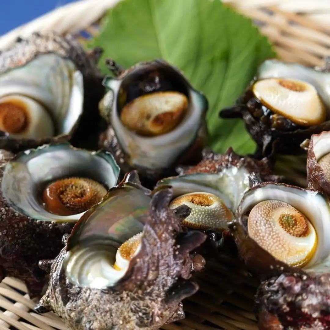 佐渡産 天然活サザエ 2kg