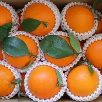 【先行予約】ネーブルオレンジ【秀品】5kg ※2027年3月上旬～4月中旬頃に順次発送予定【期間限定・数量限定】 / 柑橘 季節限定 お取り寄せ 産地直送 贈答品 ギフト 果物 フルーツ 田辺市 和歌山県【ymh005】