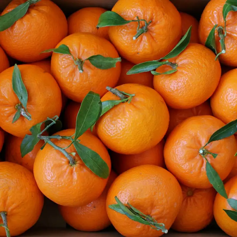 【先行予約】麗紅【秀品】5kg ※2027年2月下旬～3月下旬頃に順次発送予定【期間限定・数量限定】 / 柑橘 季節限定 お取り寄せ 産地直送 贈答品 ギフト 果物 フルーツ 田辺市 和歌山県【ymh006-1】