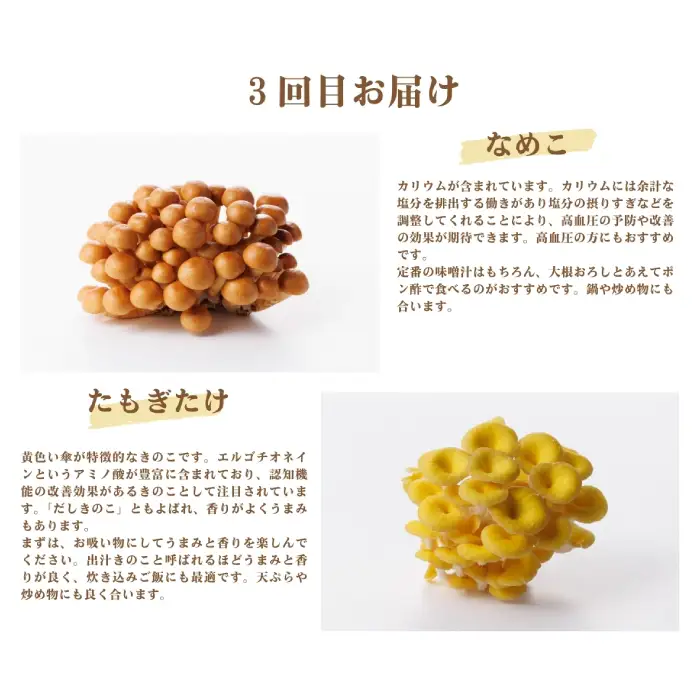 【3回定期便】オーガニックきのこ 5種 定期便