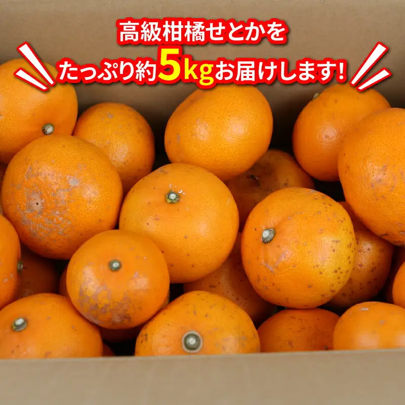 訳あり せとか 5kg マル南フルーツ せとか B012-106023